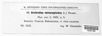 Craterellus cornucopioides image